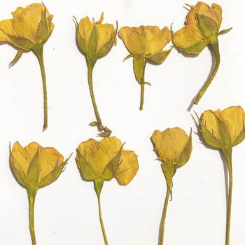 12pcs Uscate Partea Apăsat Trandafir Galben Floare de Plante Ierbar Pentru Bijuterii Marcaj carte Poștală Telefon Caz Carte de Invitație DIY