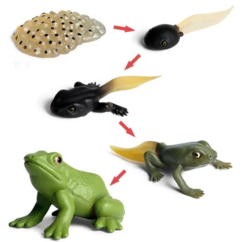 Melc Ciclu De Creștere Figura Model Animal Viața Figurine Miniaturale De Gradina Decor Colecționar De Jucării Educative