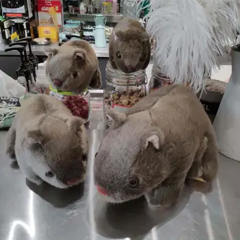 18-28cm Simulare Wombat Umplute Păpușă Jucărie de Pluș Animale Sălbatice Porc de Guineea Cavia Porcellus Mouse-Papusi pentru copii Copii Copii Cadouri