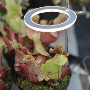 LED Timer Suculente Cresc Lumini Răsad de Creștere a Plantelor Inel Lampa USB Imita Lumina Soarelui cu efect de Seră în Alb Lampa cu Spectru Complet