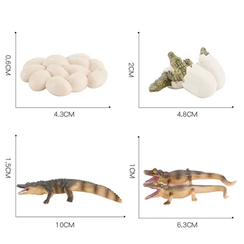 Simulare Faunei De Amfibieni Model Animal Crocodil Ciclu De Creștere Figurine De Colecție Știință Jucărie De Învățământ Natura Recuzită