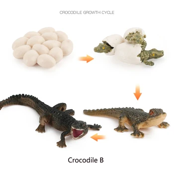 Simulare Faunei De Amfibieni Model Animal Crocodil Ciclu De Creștere Figurine De Colecție Știință Jucărie De Învățământ Natura Recuzită